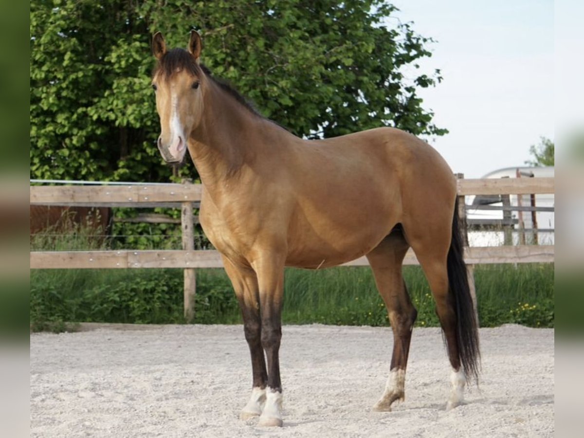 Lusitano Merrie 6 Jaar 152 cm Falbe in Feldkirchen bei Mattighofen