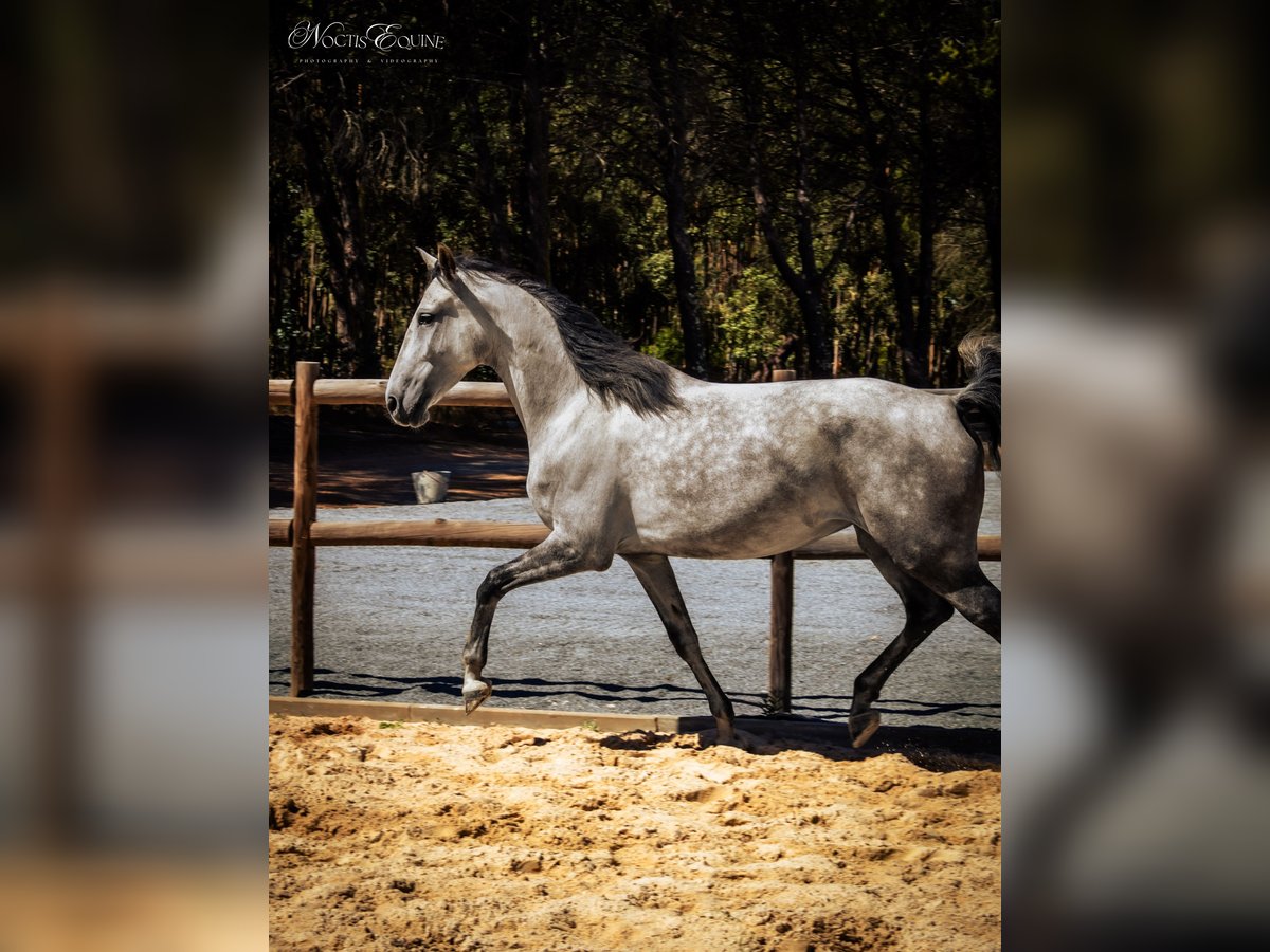 Lusitano Merrie 6 Jaar 158 cm Rood schimmel in S&#xE3;o Teot&#xF3;nio