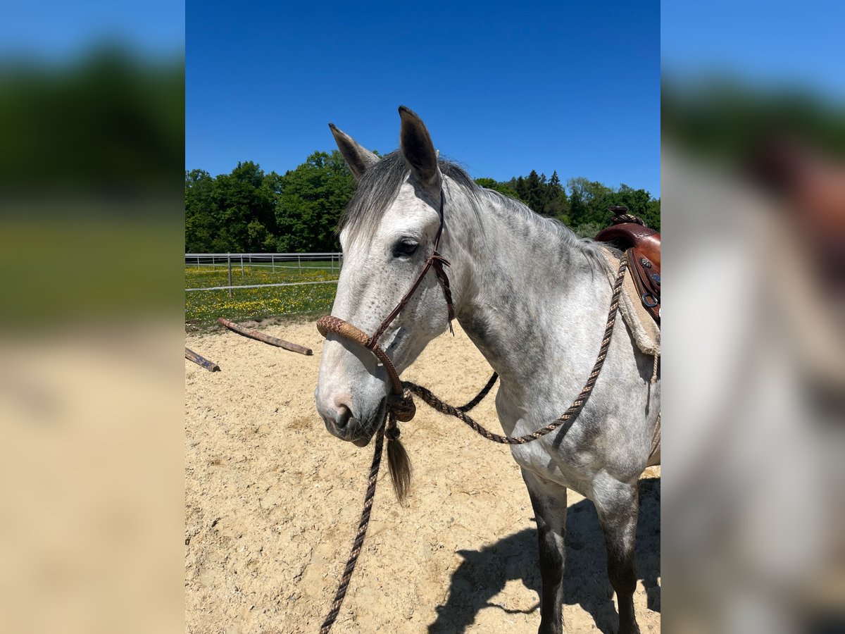 Lusitano Merrie 6 Jaar 162 cm Appelschimmel in Amlikon-Bissegg