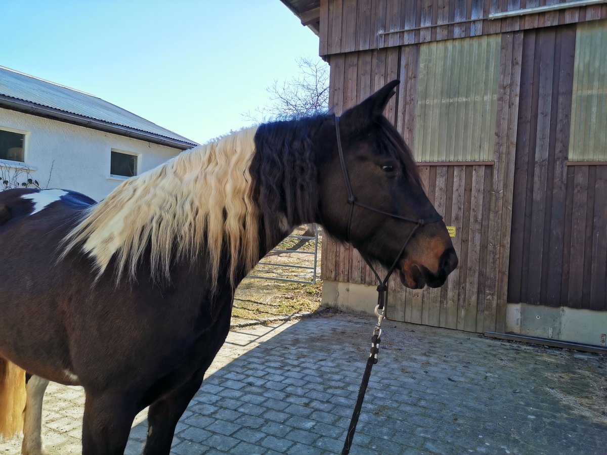 Lusitano Mix Merrie 7 Jaar 160 cm Gevlekt-paard in Albstadt