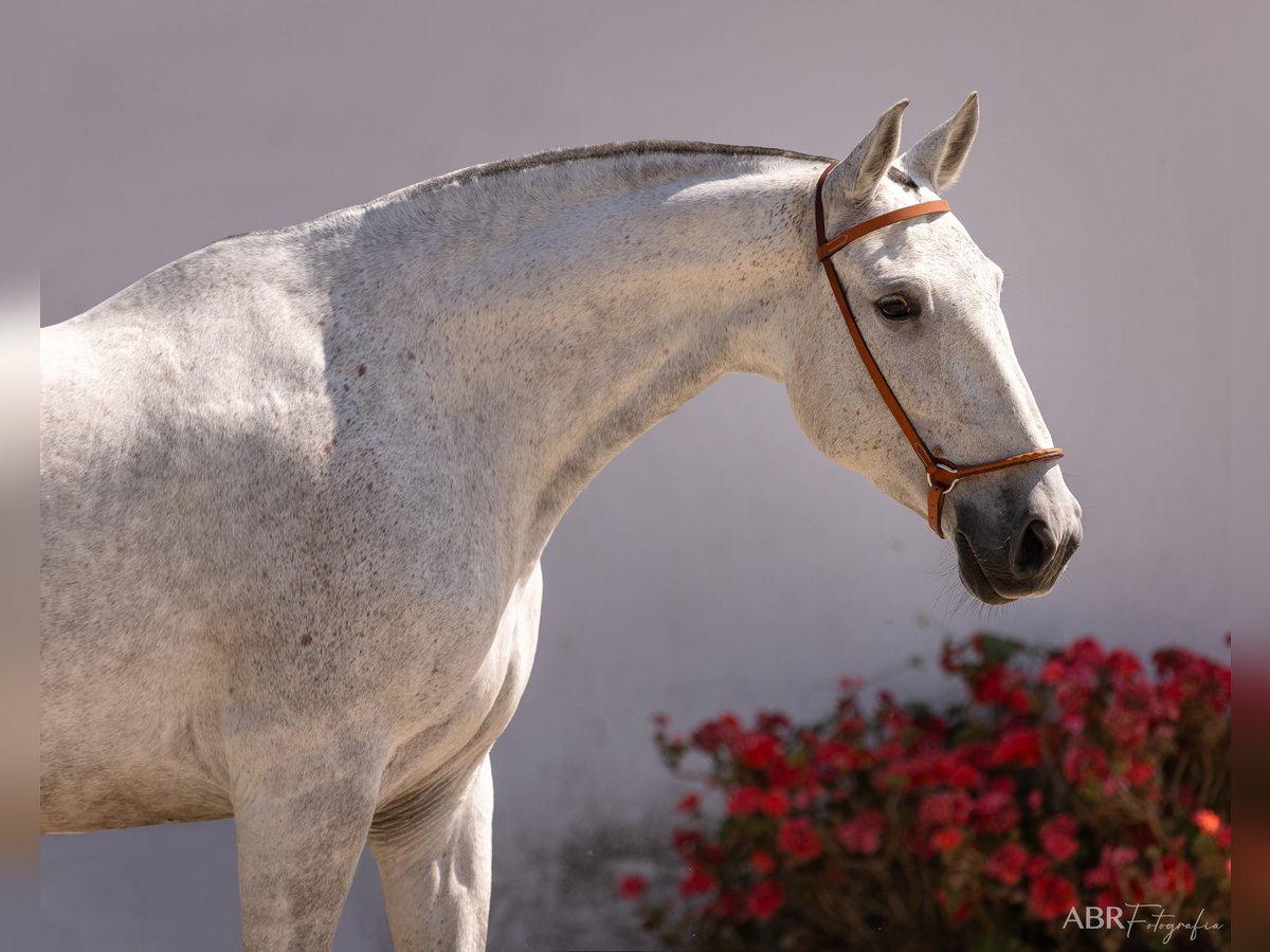 Lusitano Merrie 7 Jaar 162 cm Schimmel in Evora