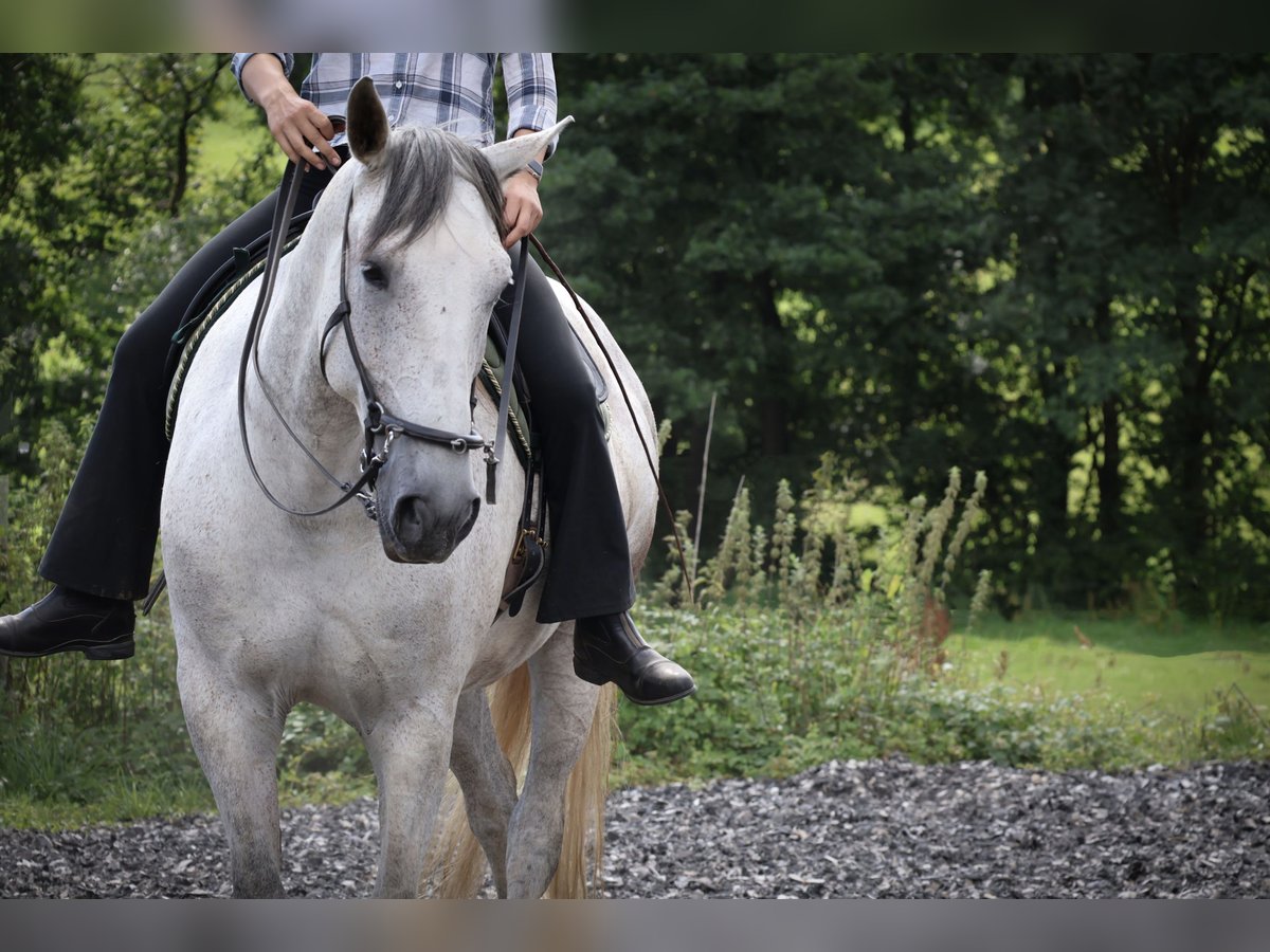 Lusitano Merrie 7 Jaar 163 cm Schimmel in Kaulsto&#xDF;