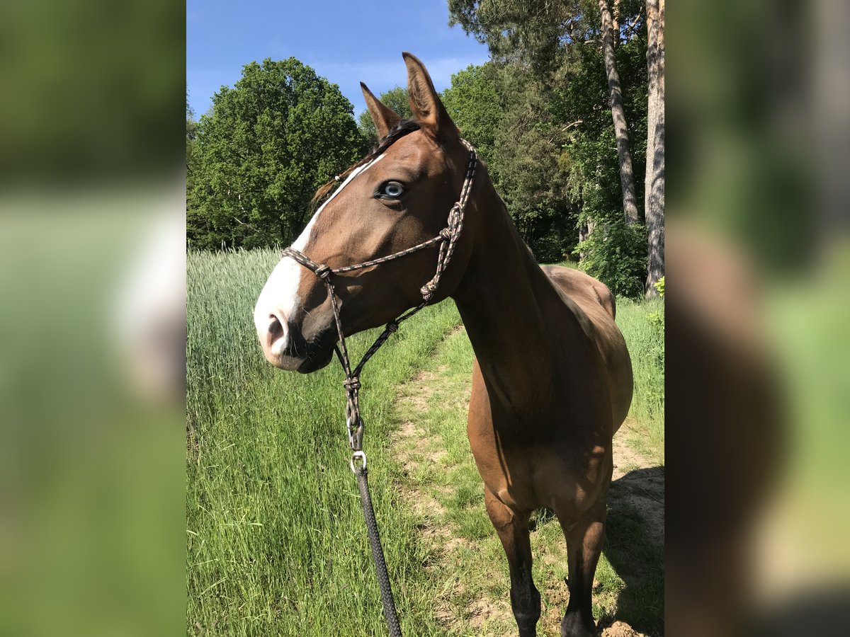 Lusitano Merrie 8 Jaar 162 cm Bruin in Wangerland Hohenkirchen