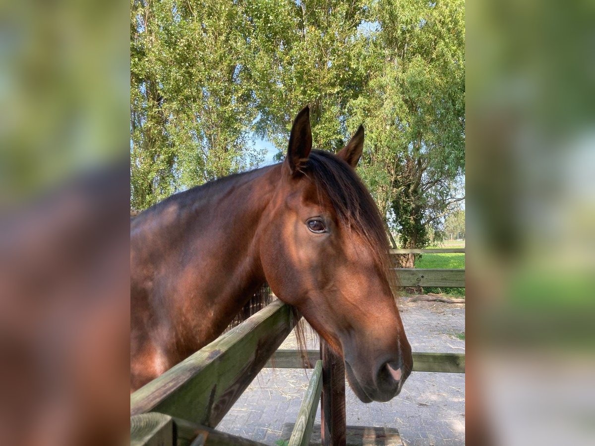 Lusitano Merrie 9 Jaar 156 cm Bruin in Beinsdorp