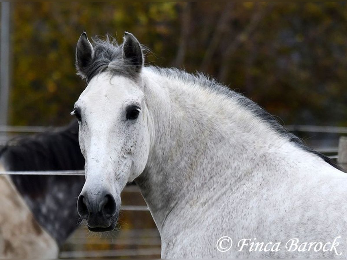 Lusitano Merrie 9 Jaar 158 cm Schimmel in Wiebelsheim