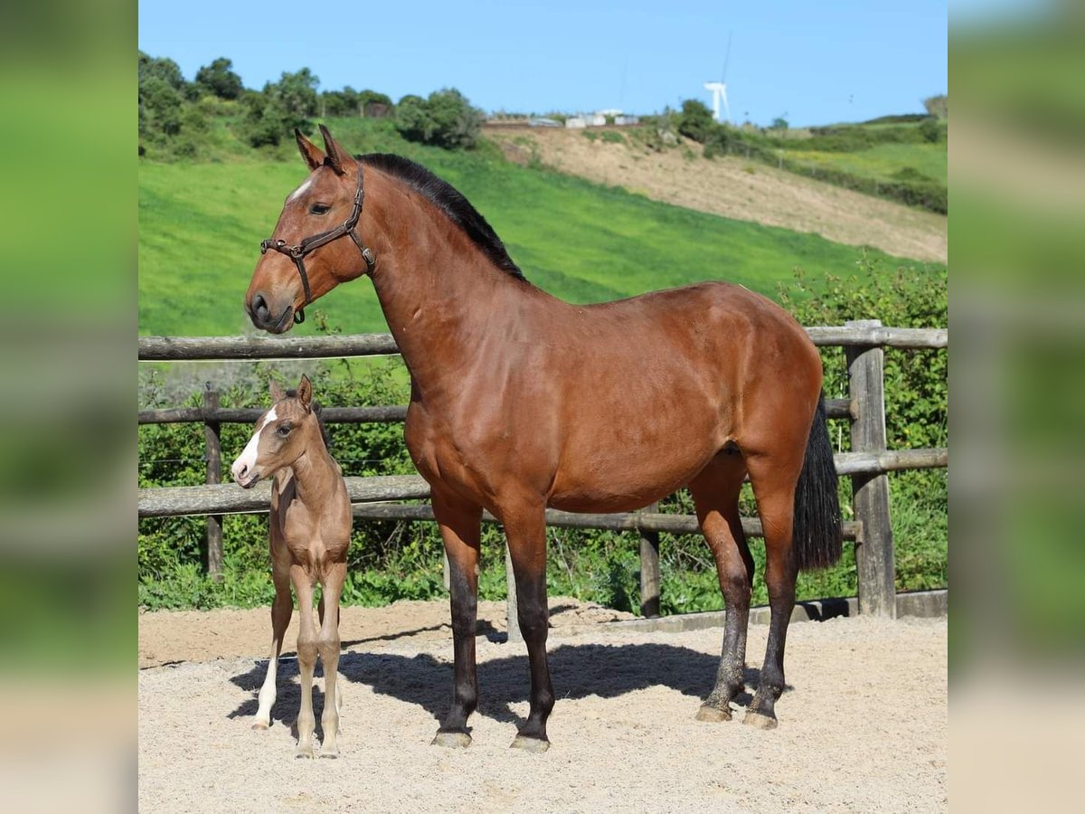 Lusitano Merrie veulen (04/2024) 125 cm Bruin in Brenthonne