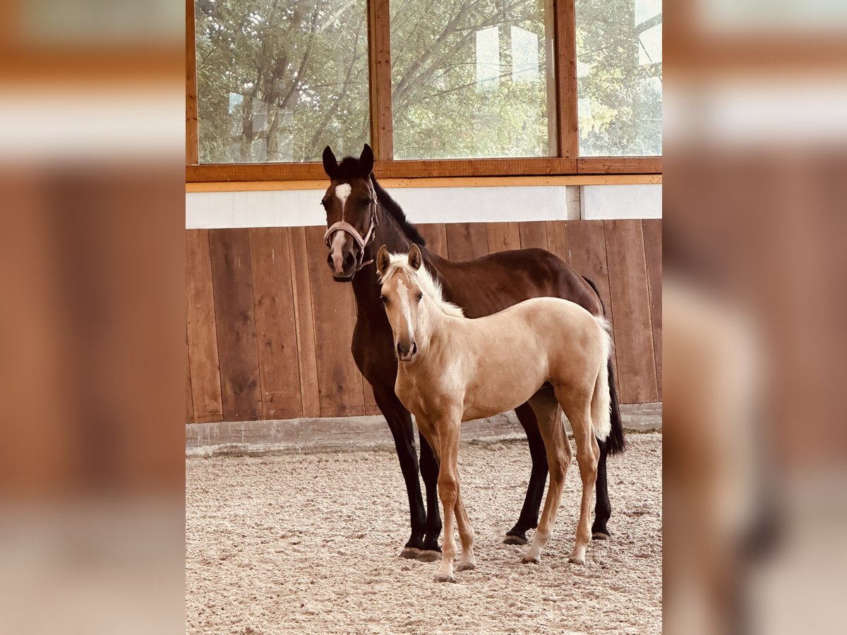 Lusitano Merrie Veulen (04/2025) 162 cm Palomino in Bedburg