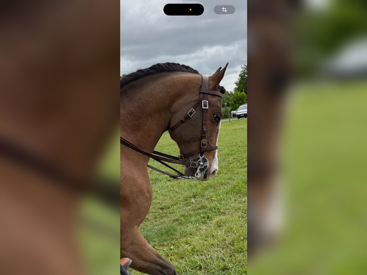 Lusitano Mix Ogier 14 lat 157 cm Ciemnogniada in Pompignac