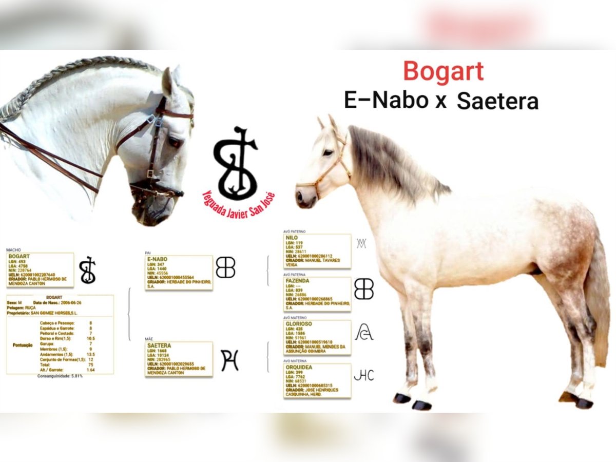 Lusitano Ogier 19 lat 164 cm Siwa in Madrid