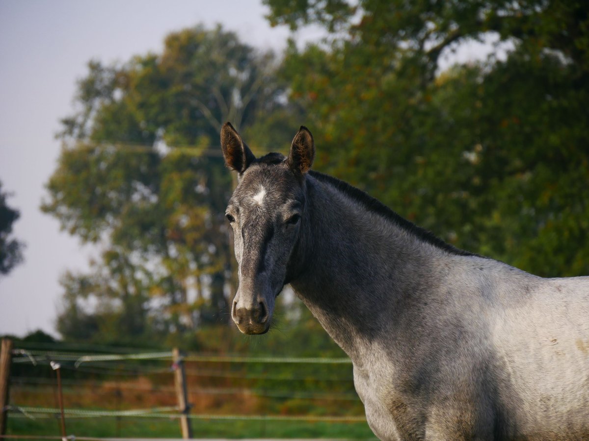 Lusitano Ogier 1 Rok 165 cm Siwa in samatan