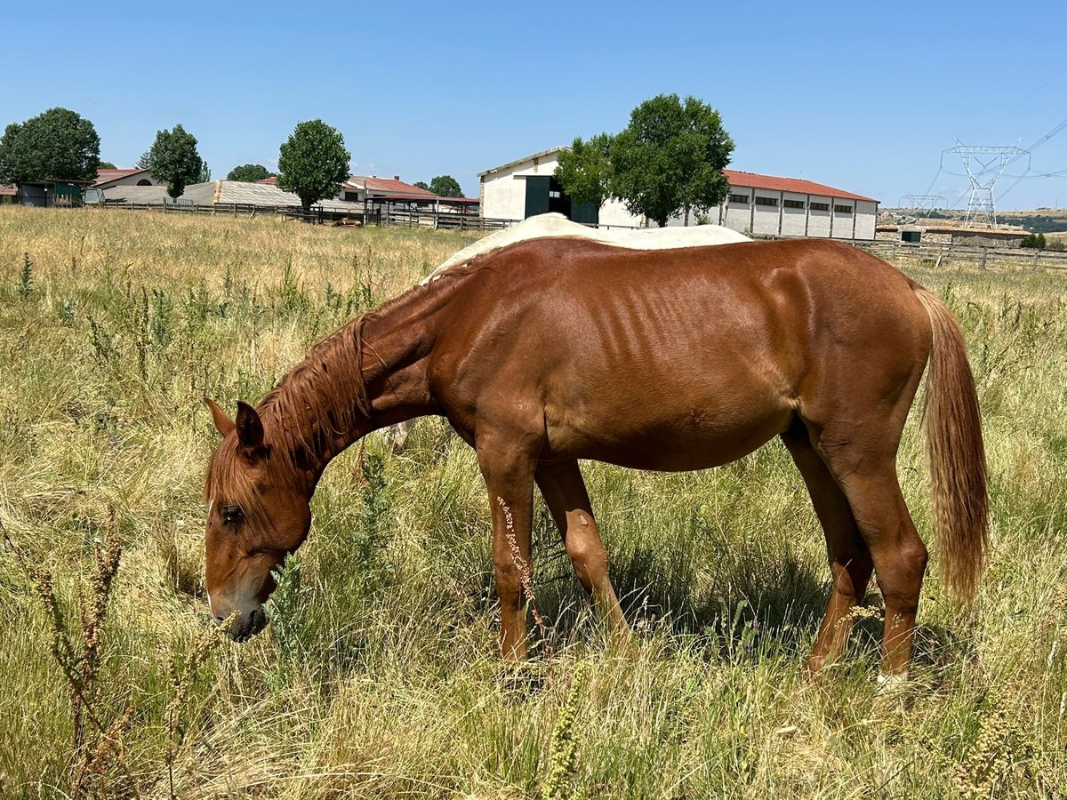 Lusitano Ogier 1 Rok 168 cm Kasztanowata in Espinar, De El (Estacion)