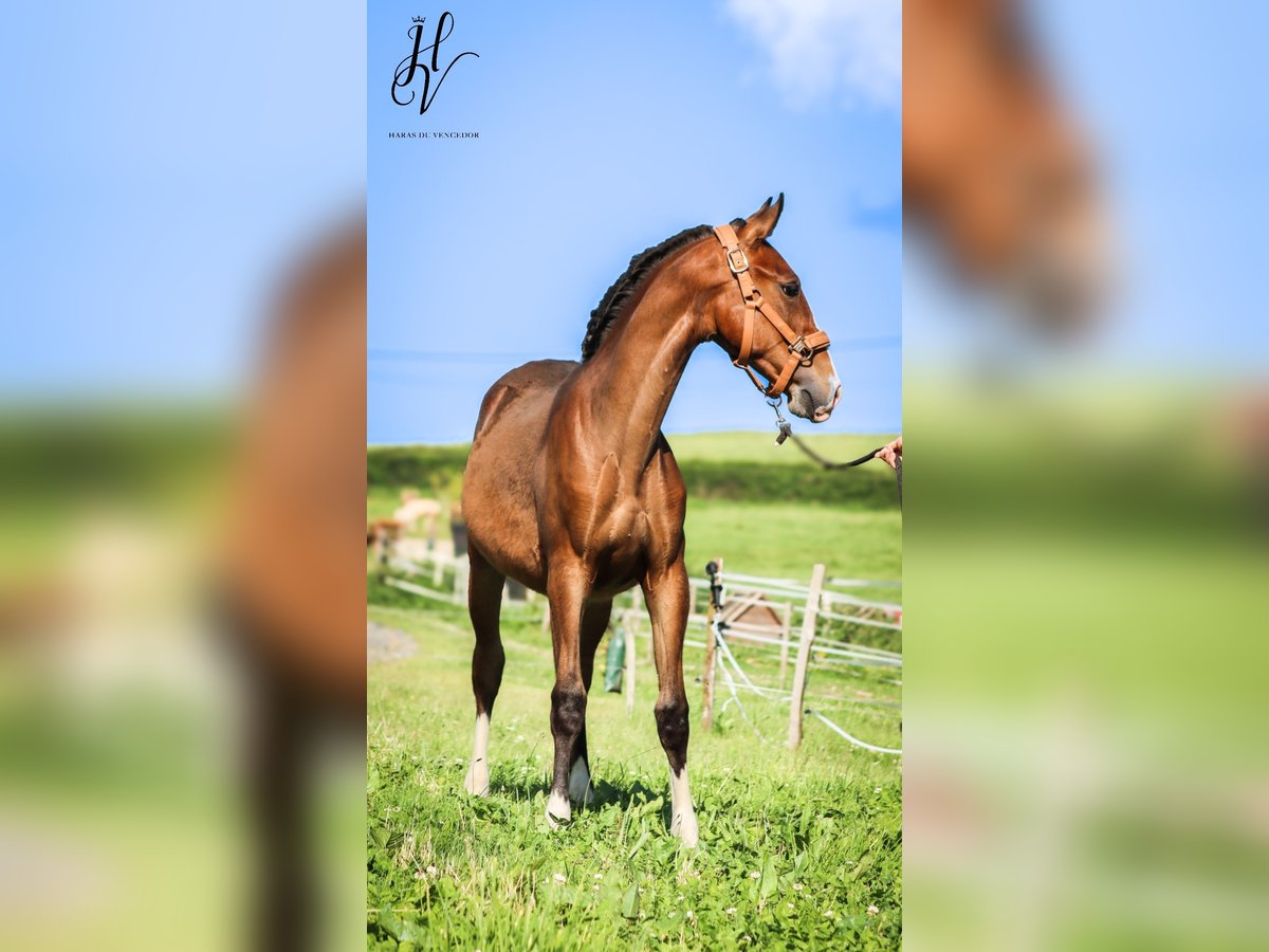 Lusitano Ogier 1 Rok Gniada in Marly-sous-Issy