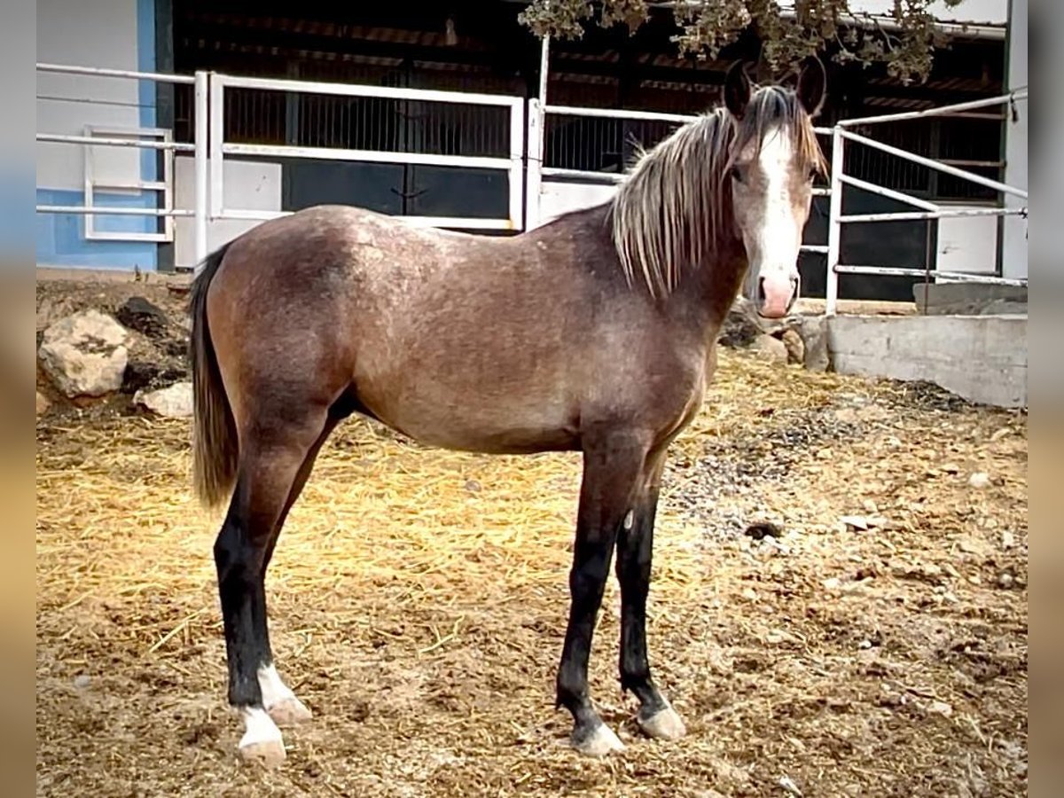 Lusitano Ogier 2 lat 154 cm Siwa in Huelva