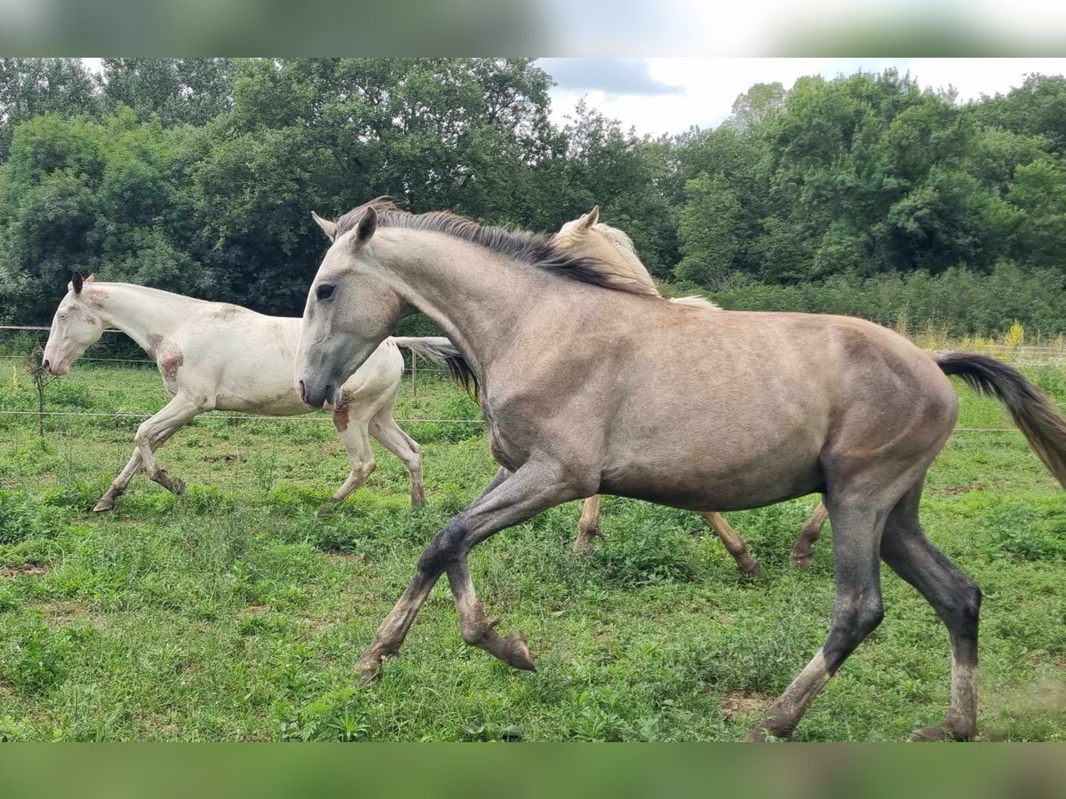 Lusitano Ogier 2 lat 162 cm Siwa in Alès