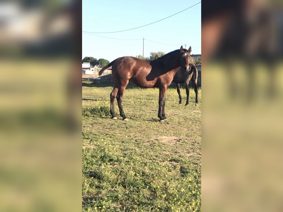 Lusitano Ogier 2 lat Gniada in Portugal