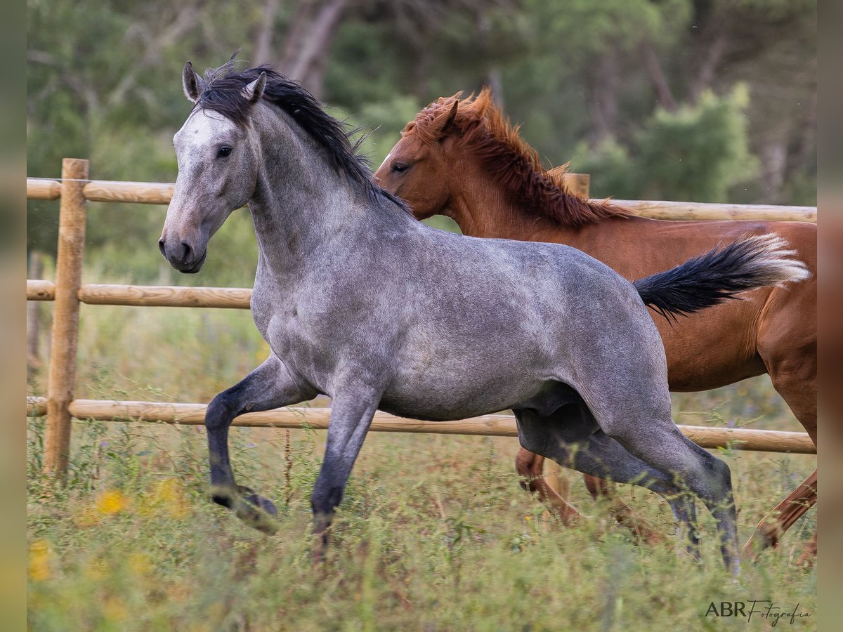 Lusitano Ogier 3 lat 155 cm Stalowosiwy in St. Estevao