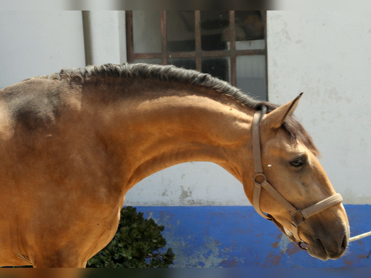 Lusitano Ogier 3 lat 157 cm Jelenia in Lisboa Lusitano Ogier 3 lat 157 cm Jelenia in Lisboa