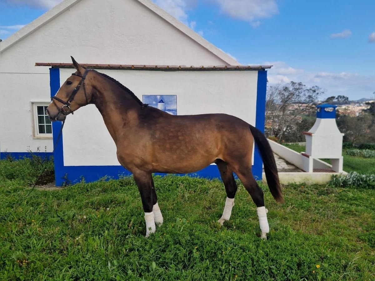 Lusitano Ogier 3 lat 158 cm Jelenia in Konstanz