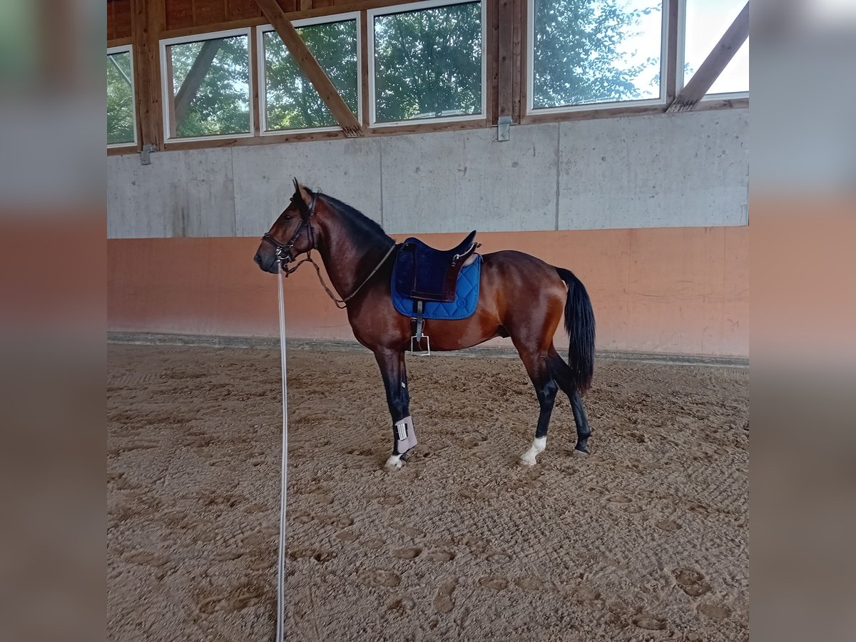 Lusitano Ogier 3 lat 162 cm Ciemnogniada in Braunau