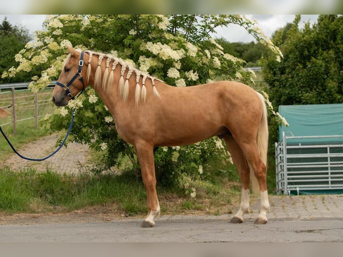 Lusitano Ogier 3 lat 163 cm Izabelowata in Trier
