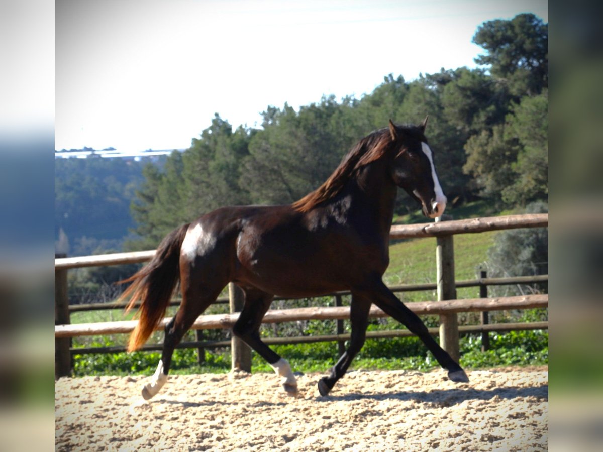 Lusitano Ogier 3 lat 163 cm Jelenia in Ribamar