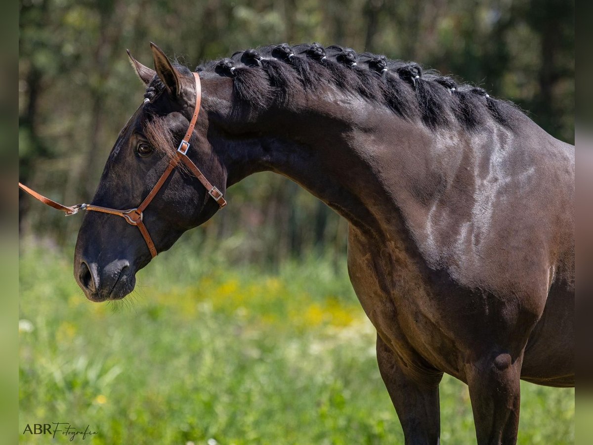 Lusitano Ogier 3 lat 165 cm Kara in Caldas da Rainha