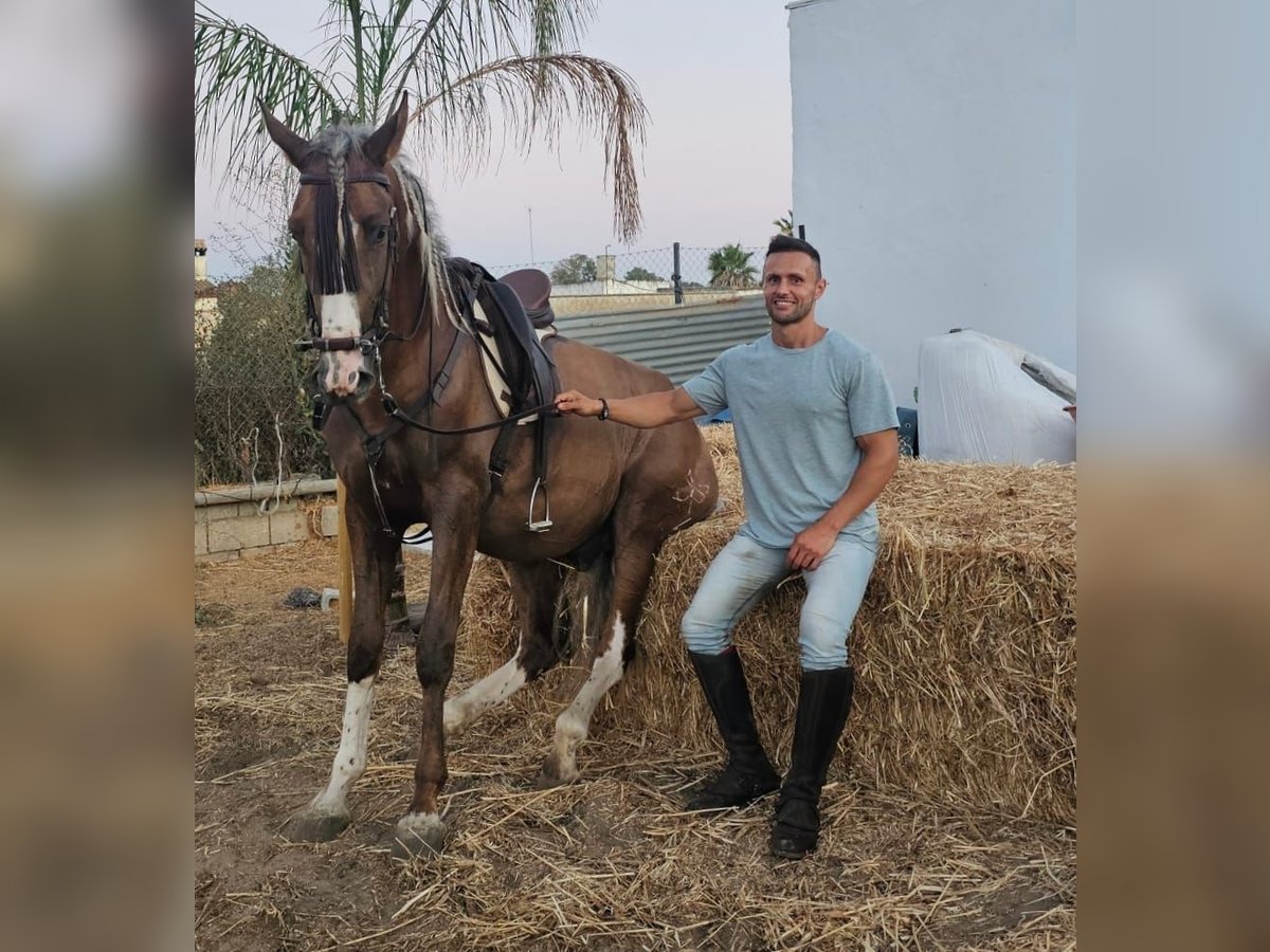 Lusitano Ogier 3 lat in Chiclana de la Frontera