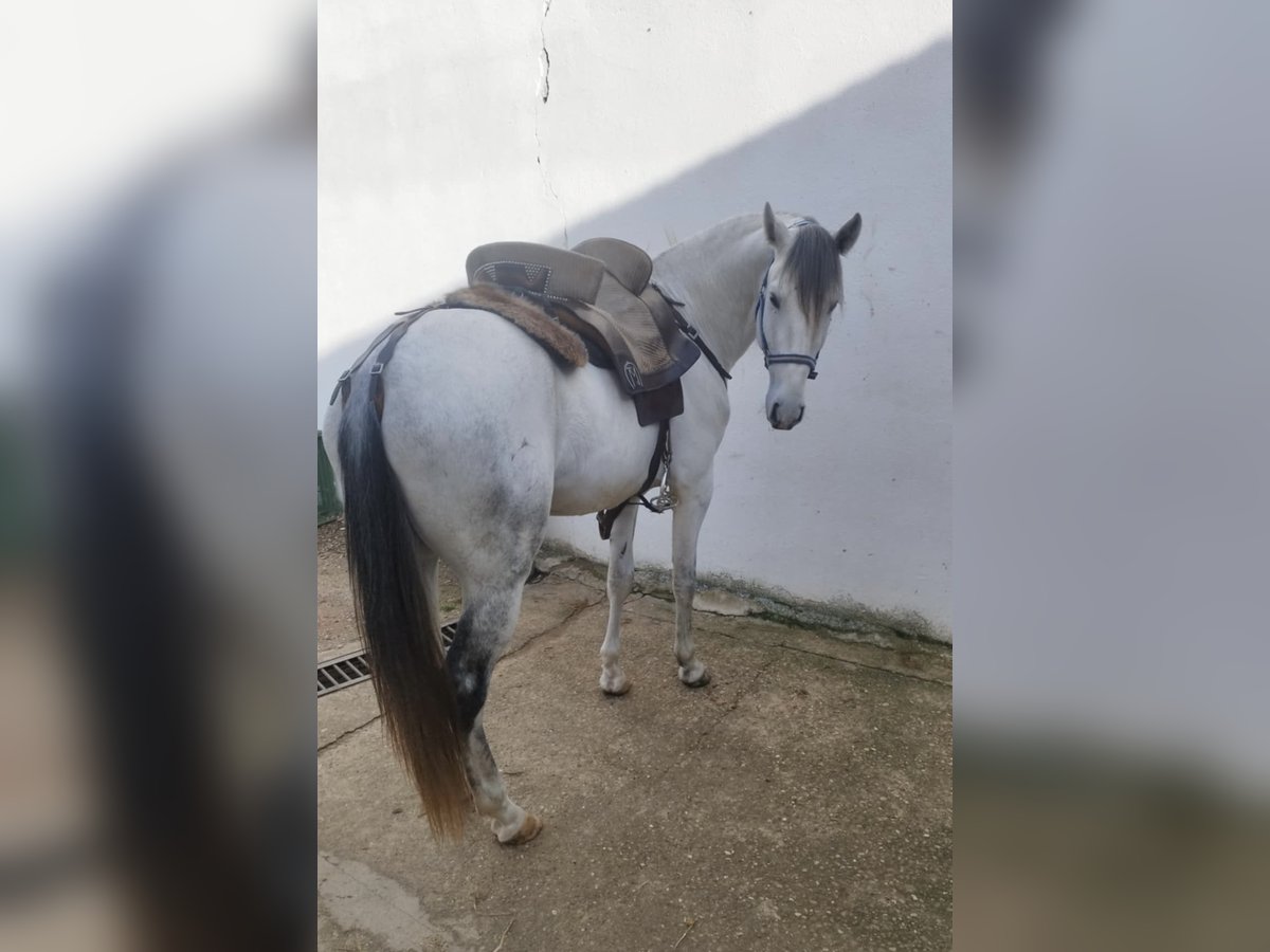 Lusitano Ogier 4 lat 158 cm Siwa in Valdecaballeros