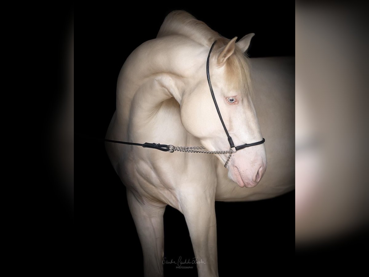 Lusitano Ogier 4 lat 163 cm Cremello in Argenbühl