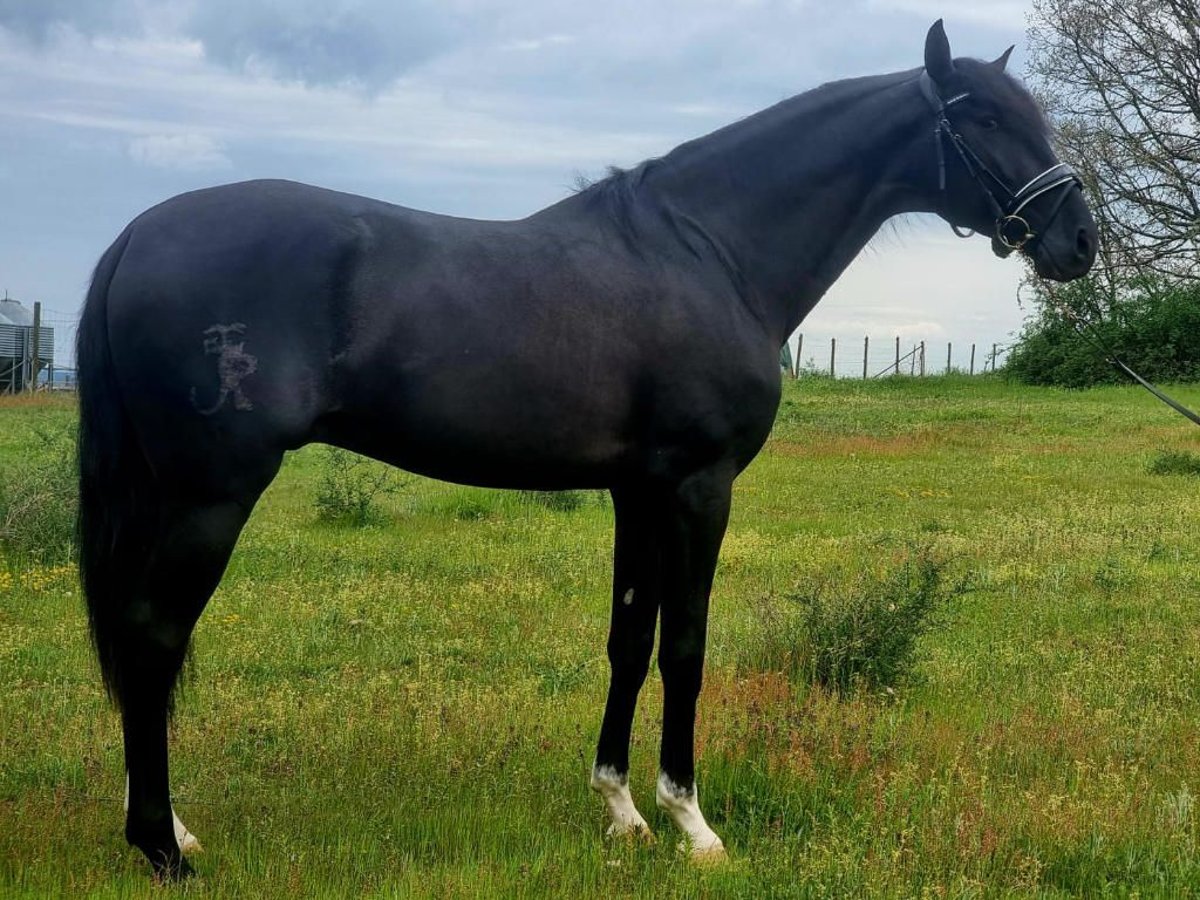 Lusitano Ogier 4 lat 163 cm Kara in Navas Del Madroño
