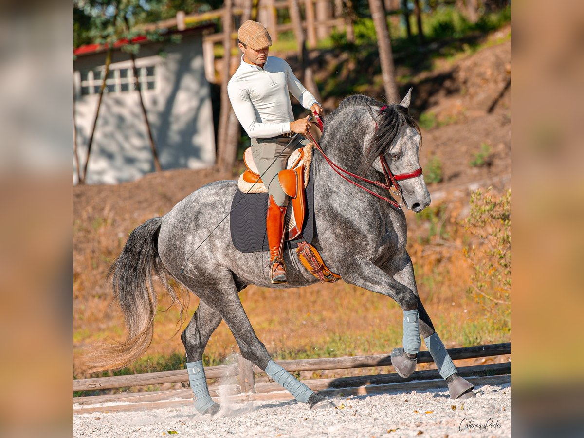 Lusitano Ogier 4 lat 170 cm Siwa in Sintra