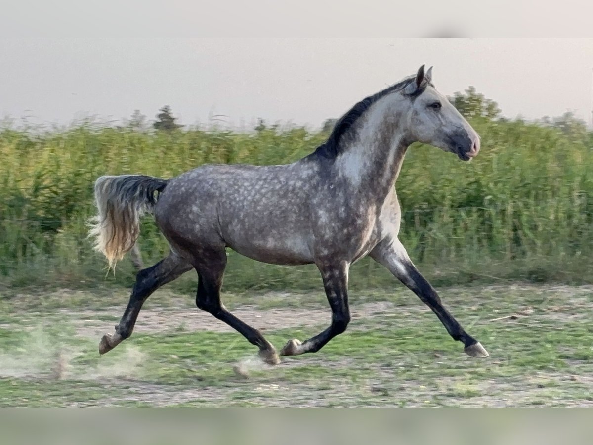 Lusitano Ogier 4 lat Siwa in Arles