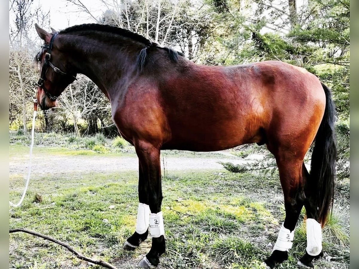 Lusitano Ogier 5 lat 158 cm Gniada in Ourém