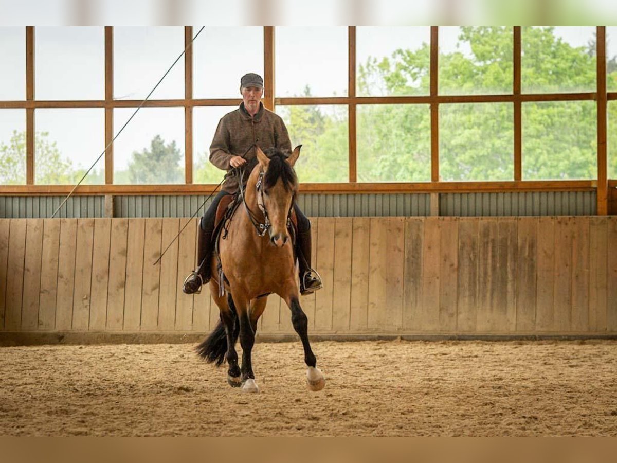 Lusitano Ogier 5 lat 158 cm Jelenia in Trier