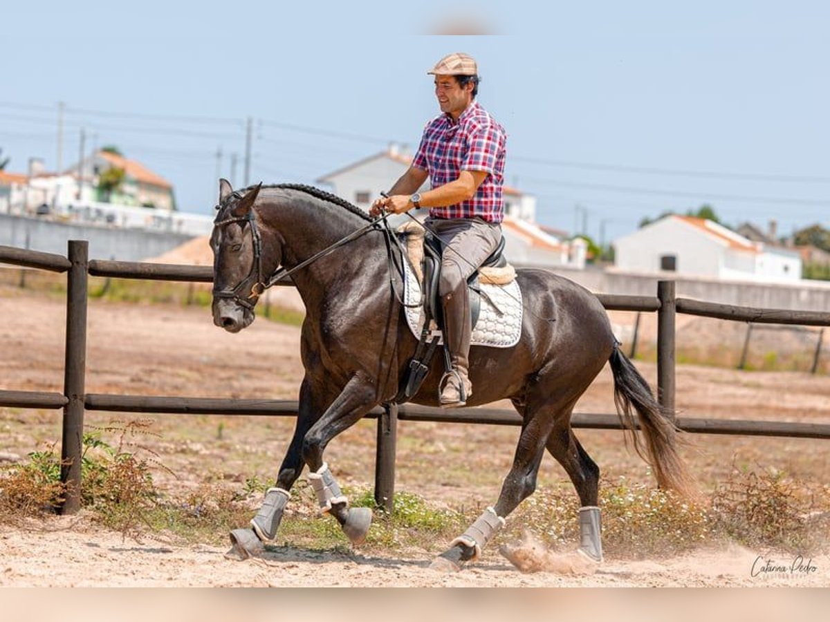 Lusitano Ogier 5 lat 159 cm Siwa in Rio Maior