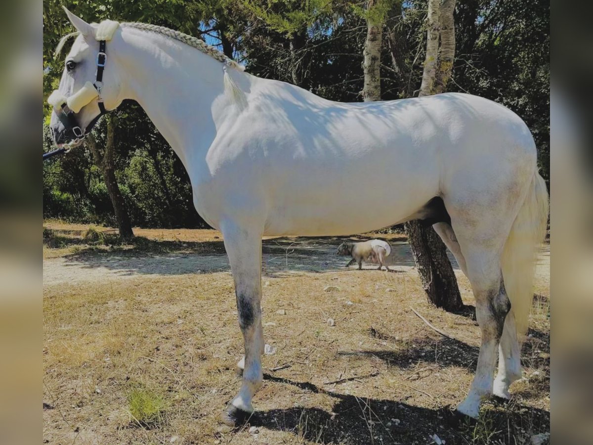 Lusitano Ogier 5 lat 161 cm Siwa in Leiria