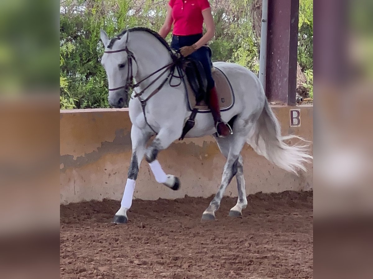 Lusitano Ogier 6 lat 162 cm Siwa jabłkowita in Martfeld