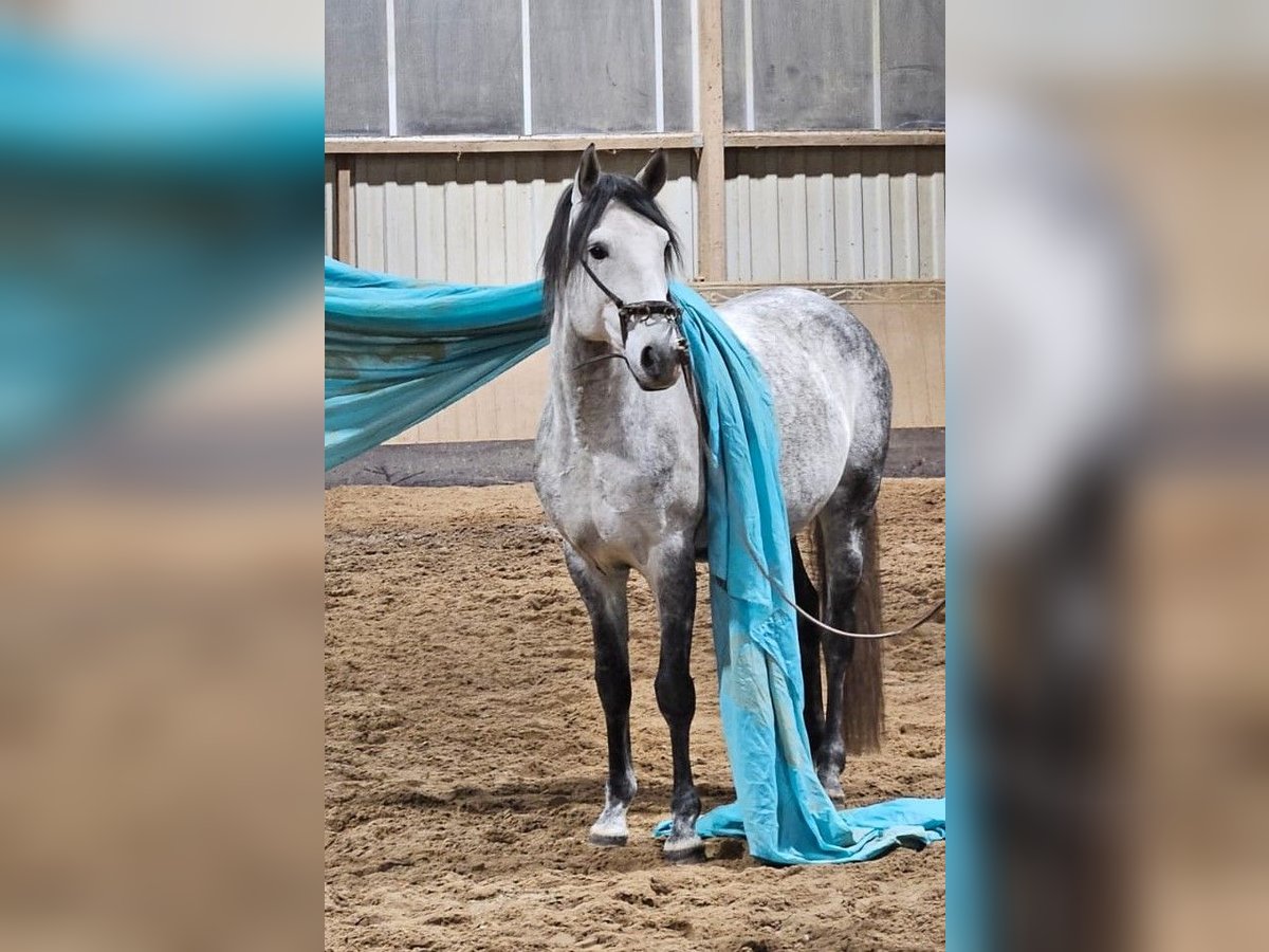 Lusitano Ogier 6 lat 163 cm Siwa jabłkowita in Burgwedel