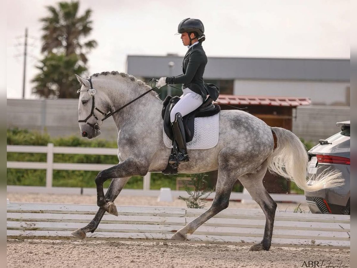 Lusitano Ogier 6 lat 164 cm Siwa jabłkowita in Lissabon Lusitano Ogier 6 lat 164 cm Siwa jabłkowita in Lissabon