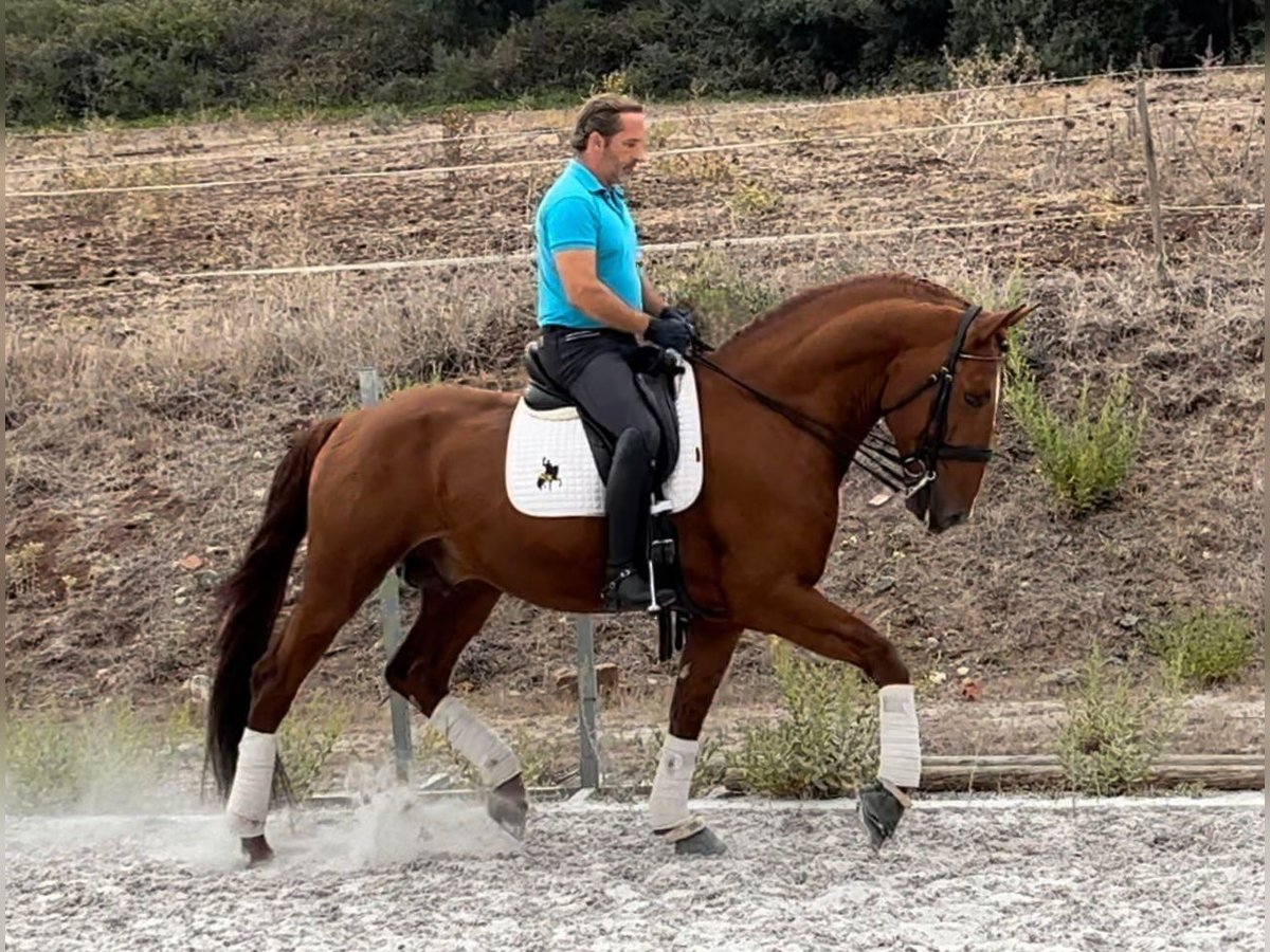 Lusitano Ogier 6 lat 167 cm Kasztanowata in Almargem do Bispo