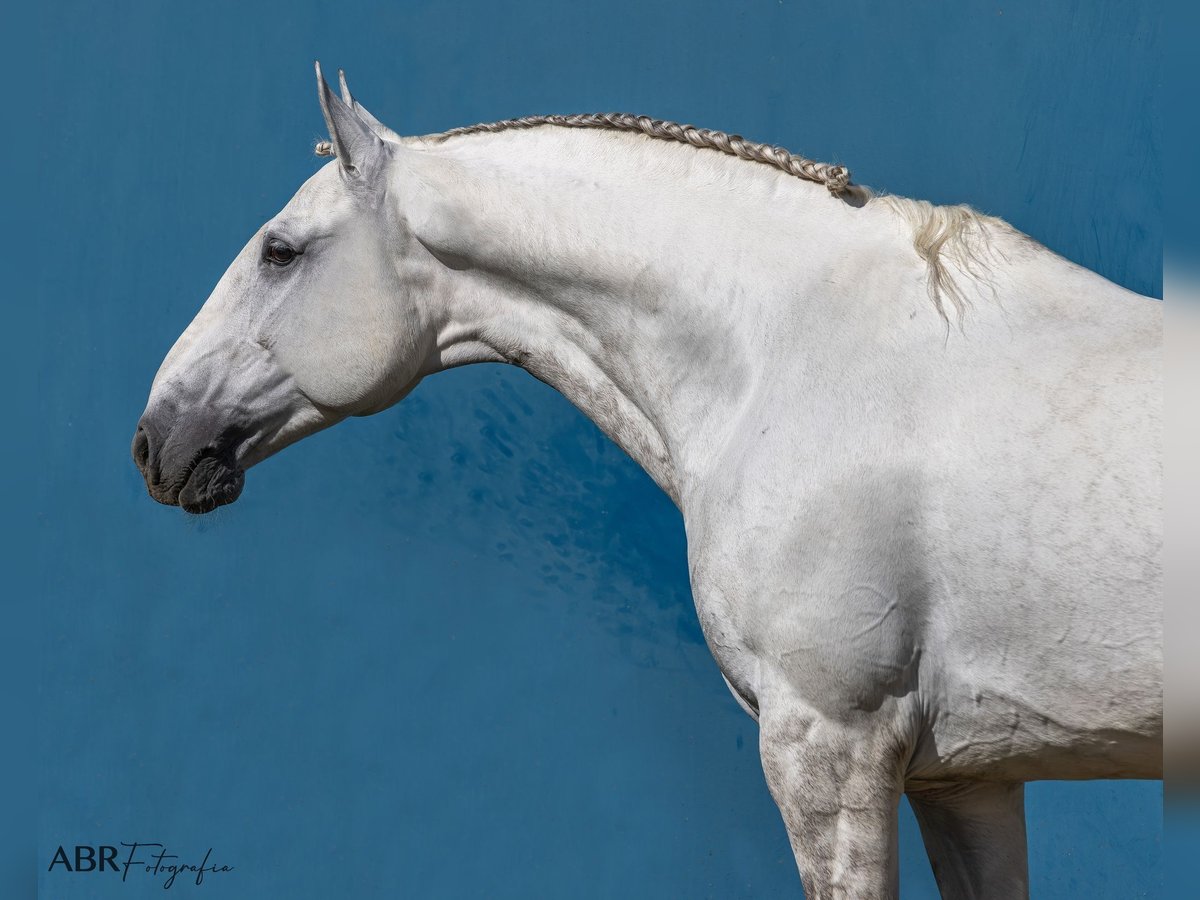 Lusitano Ogier 7 lat 164 cm Siwa in Pinhal Novo