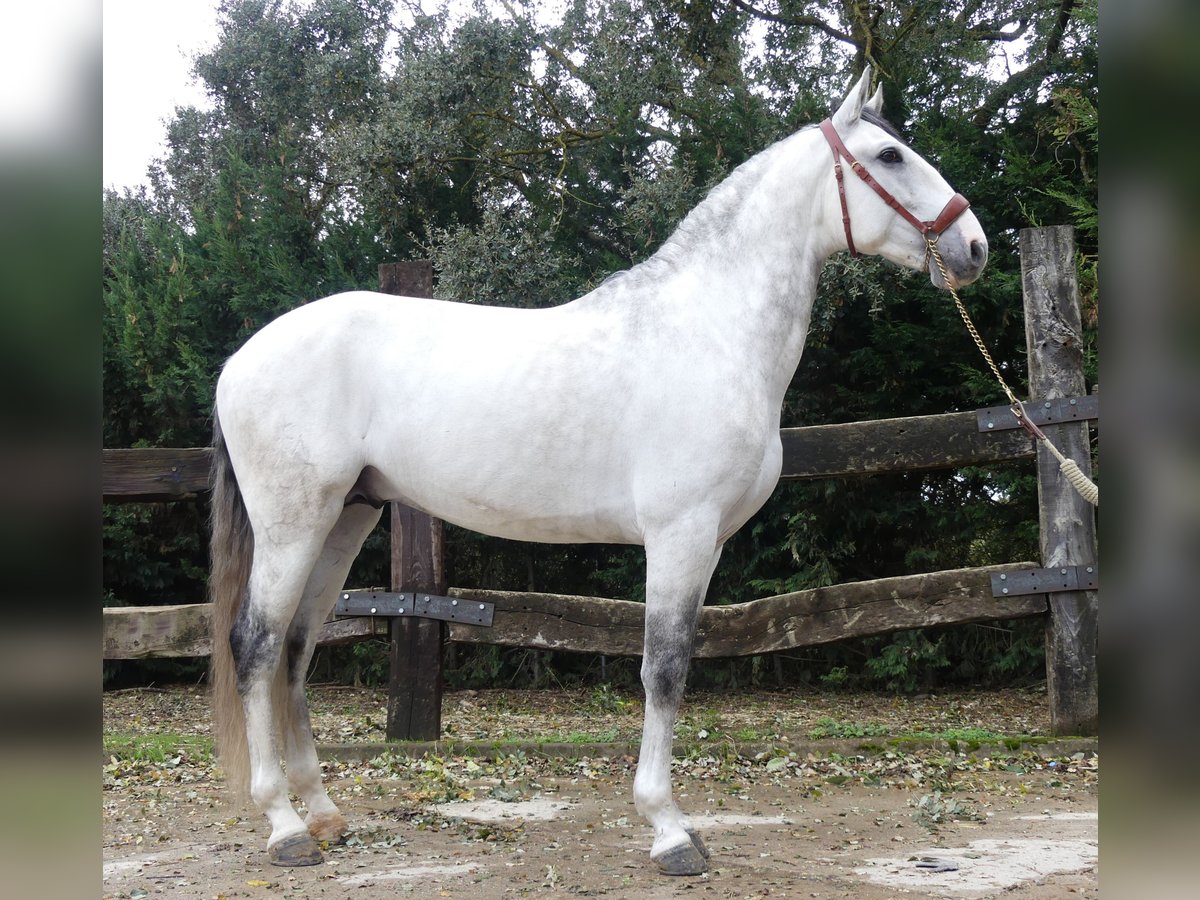 Lusitano Mix Ogier 8 lat 162 cm Siwa in Bilbao