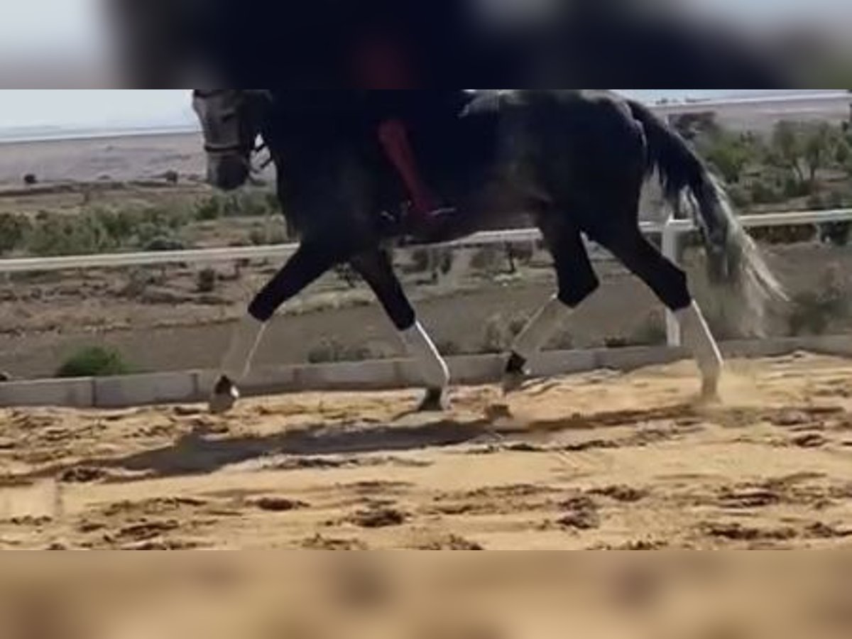 Lusitano Ogier 8 lat 167 cm Siwa in Madrid