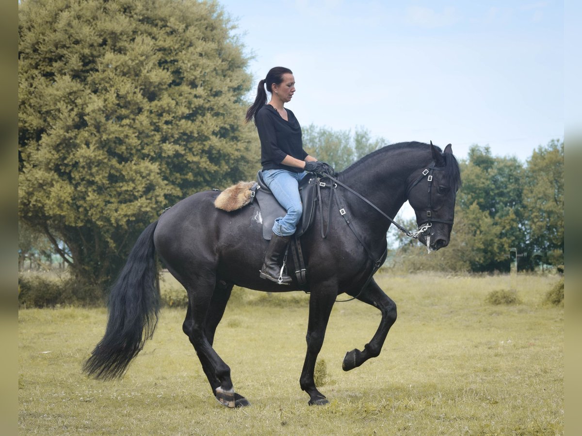 Lusitano Ogier 8 lat 168 cm Kara in Mesnil-Verclives