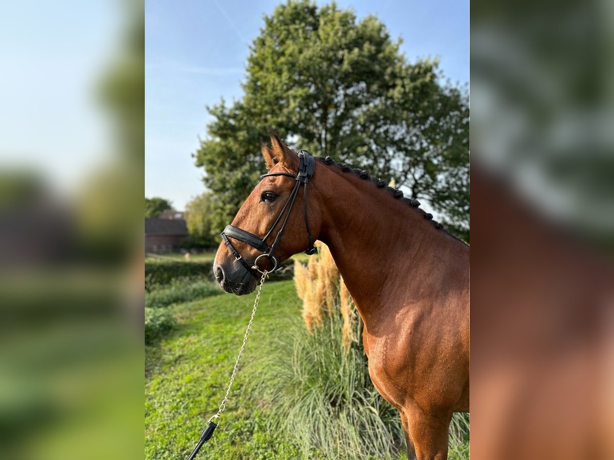 Lusitano Ogier 9 lat 164 cm Gniada in Recklinghausen