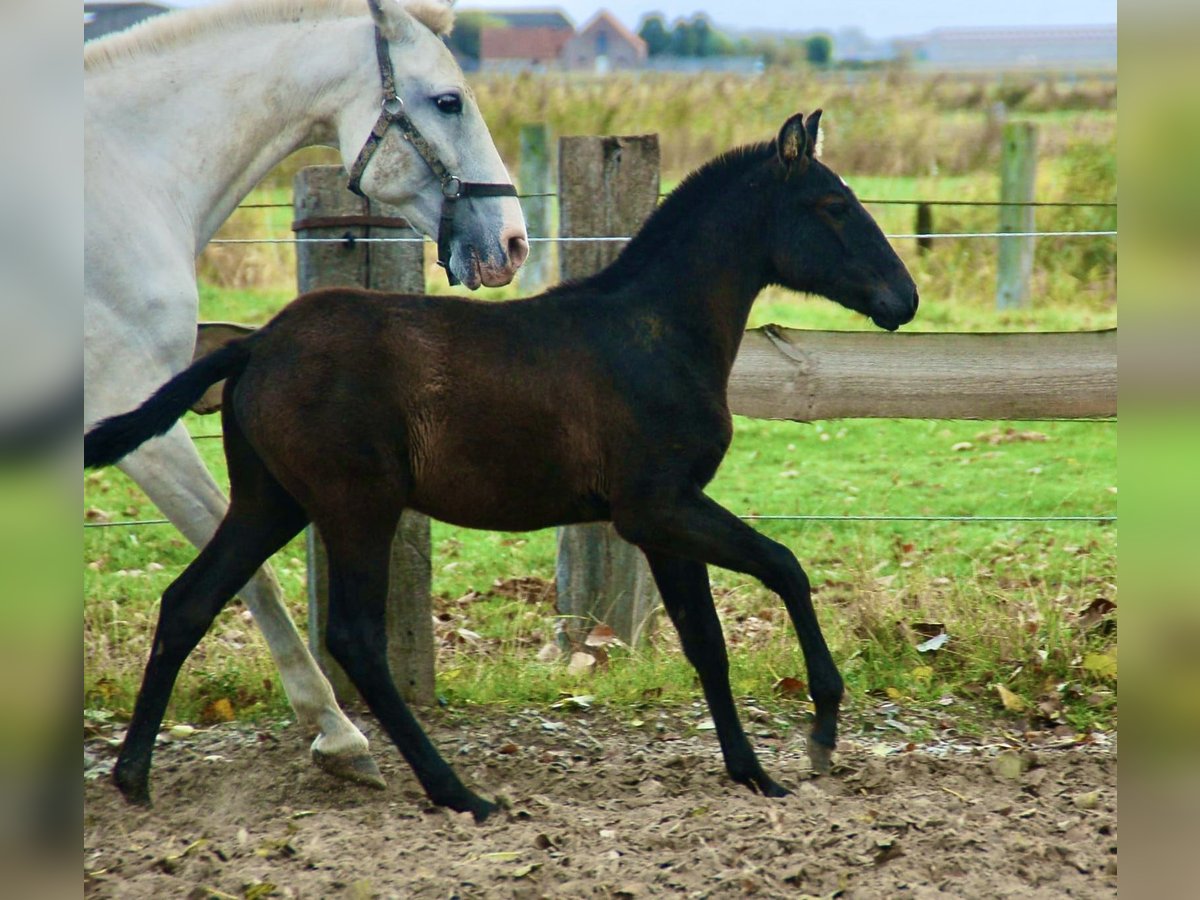 Lusitano Ogier Źrebak (06/2025) 160 cm Siwa in Bredene