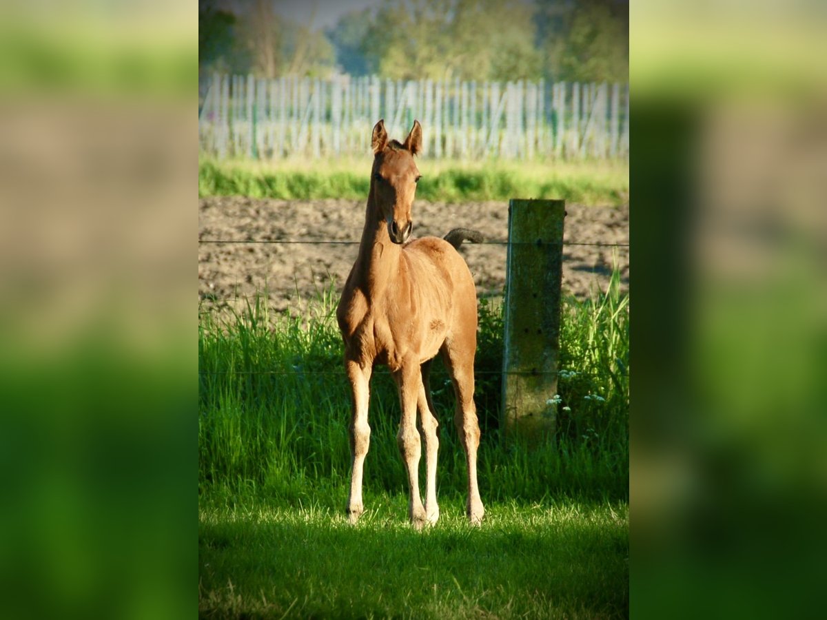 Lusitano Ogier Źrebak (02/2024) 163 cm Gniada in Bredene