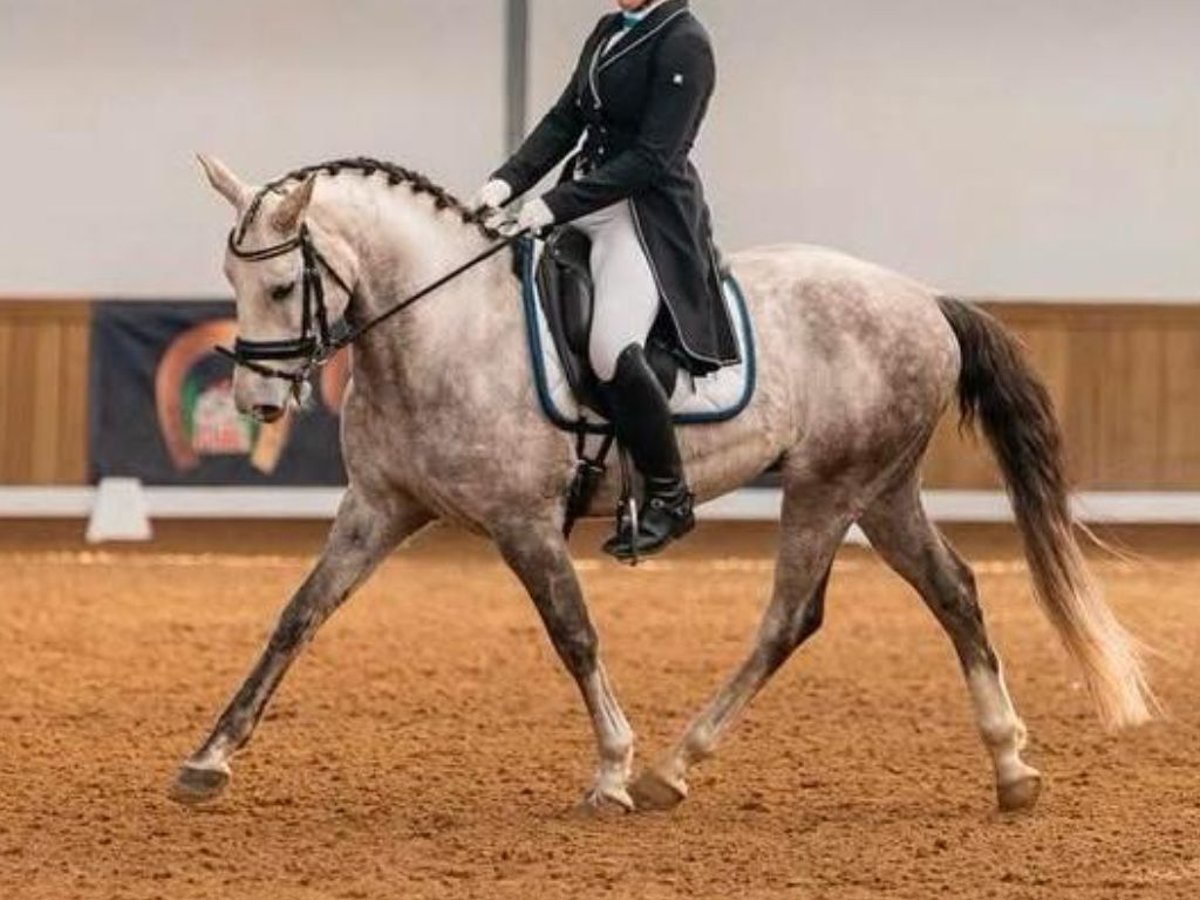 Lusitano Ruin 11 Jaar 148 cm Schimmel in Navas Del Madro&#xF1;o