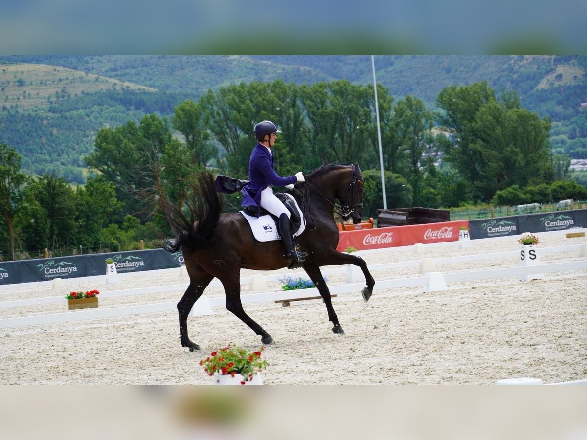 Lusitano Ruin 12 Jaar 161 cm Zwart in Santa Perpetua de Mogoda