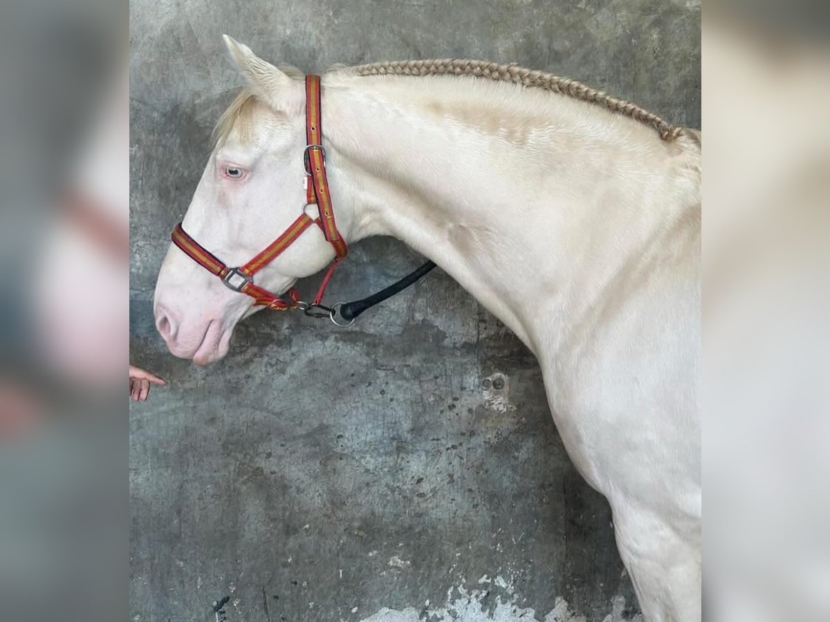 Lusitano Mix Ruin 12 Jaar 163 cm Perlino in Ozzano Dell&#x27;Emilia